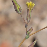 Prickly Lettuce