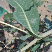Prickly Lettuce