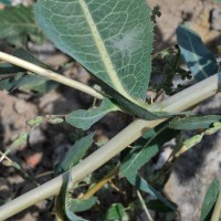 Prickly Lettuce