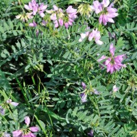Crown Vetch