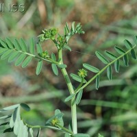 Crown Vetch