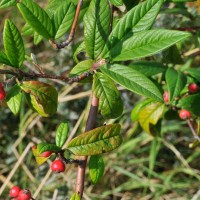 Willow-leaved Cotoneaster