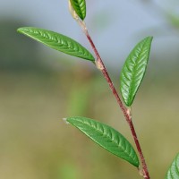 Willow-leaved Cotoneaster