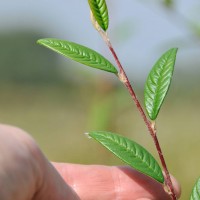 Willow-leaved Cotoneaster
