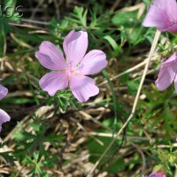 Musk Mallow