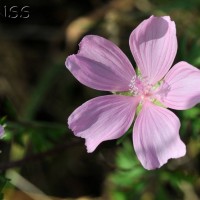 Musk Mallow