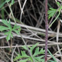 Musk Mallow