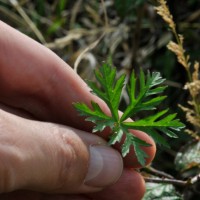Musk Mallow