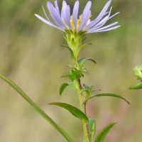 Michaelmas daisy