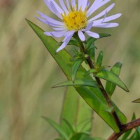 Michaelmas daisy