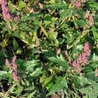 Red Goosefoot