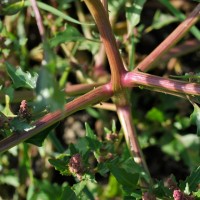 Red Goosefoot