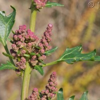 Red Goosefoot