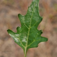 Red Goosefoot