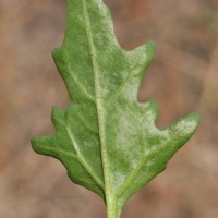 Red Goosefoot