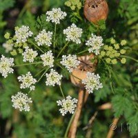 Hemlock