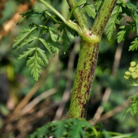 Hemlock