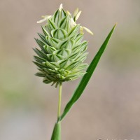 Canary-grass