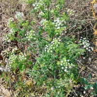 Hemlock