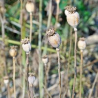 Opium Poppy