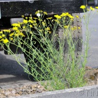 Narrow-leaved Ragwort