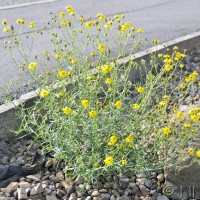 Narrow-leaved Ragwort