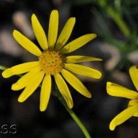 Narrow-leaved Ragwort