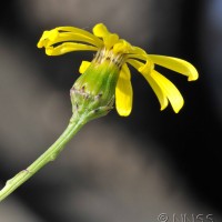 Narrow-leaved Ragwort