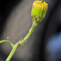 Narrow-leaved Ragwort