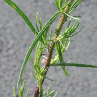 Narrow-leaved Ragwort