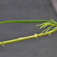 Narrow-leaved Ragwort