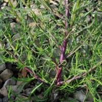 Narrow-leaved Ragwort