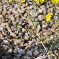 Narrow-leaved Ragwort