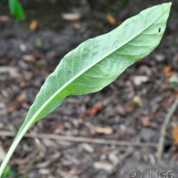 Common Evening Primrose