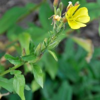 Common Evening Primrose