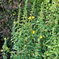 Common Evening Primrose