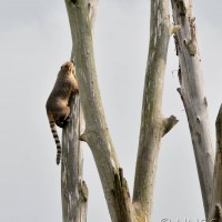 Coati