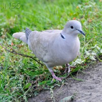 Collared dove