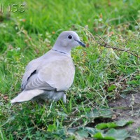Collared dove