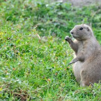Prairie Marmot