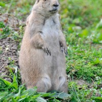 Prairie Marmot