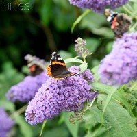 Buddleia
