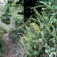 Mrs Wilson's Berberis