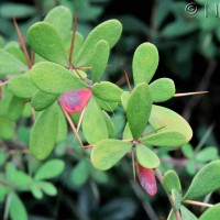 Mrs Wilson's Berberis