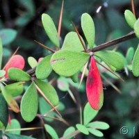 Mrs Wilson's Berberis