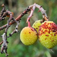 Strawberry Tree