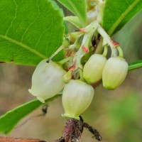 Strawberry Tree