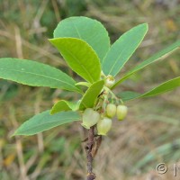Strawberry Tree