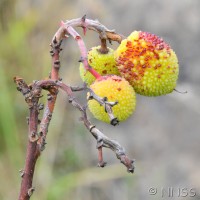 Strawberry Tree
