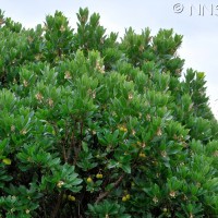 Strawberry Tree